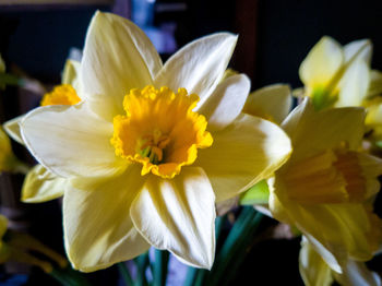 Close-up of yellow flowering plant