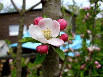 Close-up of pink flowers