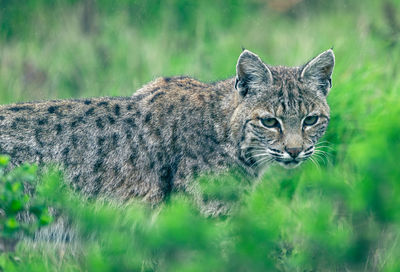 Bobcat walking among the greenery