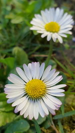 Close-up of fresh yellow flower blooming outdoors