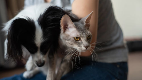 Close-up portrait of cat