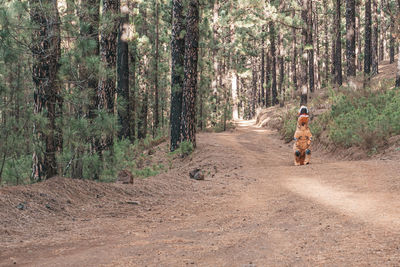 Rear view of woman with dog on road in forest