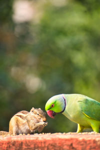 Close-up of parrot eating food