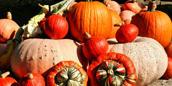 Close-up of pumpkins