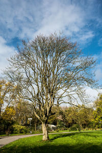Bare tree on landscape against sky