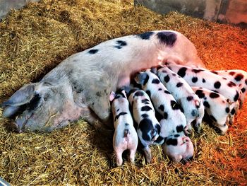 High angle view of horses sleeping