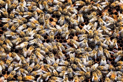 Full frame shot of bees on honeycomb