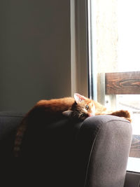 Portrait of cat sitting on sofa at home