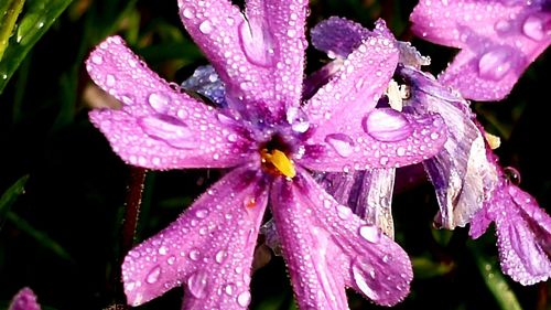 Close-up of water drops on pink flower