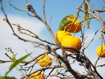 Low angle view of fruits on tree against sky
