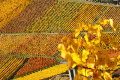 High angle view of sunflower field