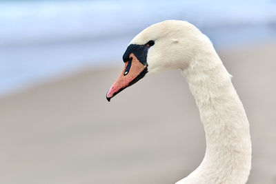 Portrait of large white mute swan next to baltic sea, macro. close up of swan head