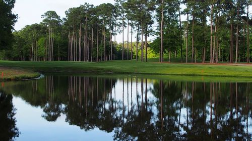 Reflection of trees in lake