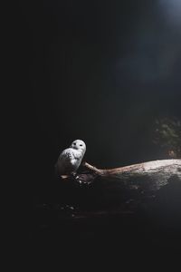 Close-up of bird on night