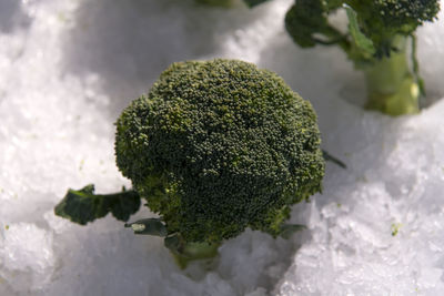 High angle view of broccoli on ice