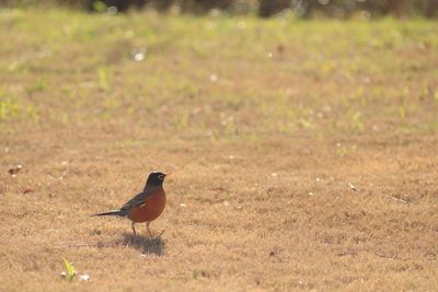 Bird perching on a field