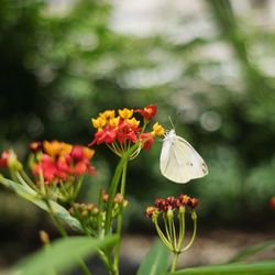 Close-up of butterfly pollinating on flower