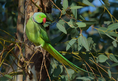 Bird perching on a branch