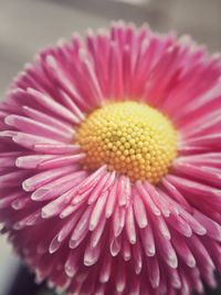 Close-up of pink flower