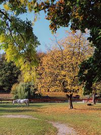 Trees on field during autumn