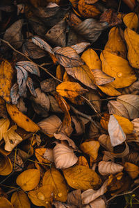 Full frame shot of dry leaves