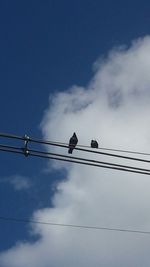 Low angle view of birds perching on power line against blue sky