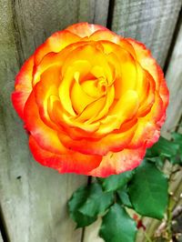 Close-up of red rose
