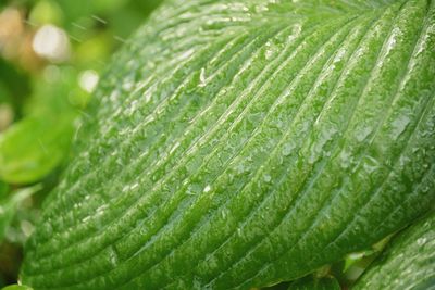 Close-up of wet leaves