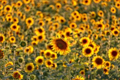 Close-up of sunflower on field