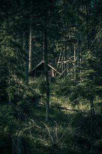 Trees in forest