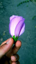 Close-up of hand holding purple flower