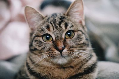 Close-up portrait of cat