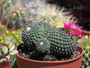 Close-up of cactus