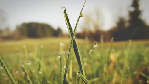 Close-up of grass growing in field