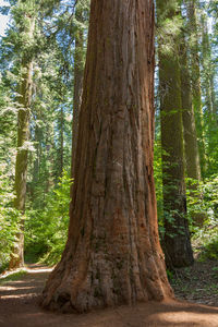 Trees growing in forest