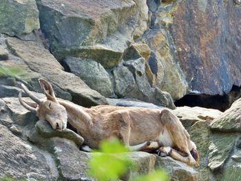 Sheep relaxing on rock in zoo