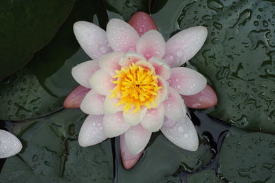 Close-up of water drops on pink flower