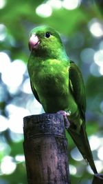 Close-up of parrot perching on tree