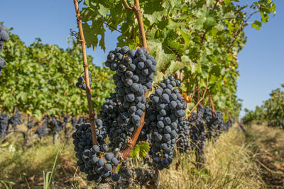 Grapes growing in vineyard