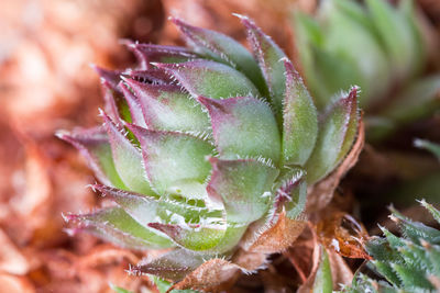 Close-up of water drops on plant