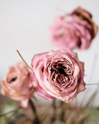 Close-up of pink rose