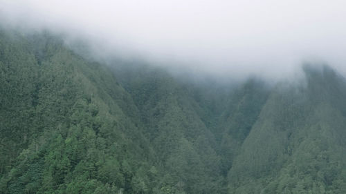 High angle view of foggy forest