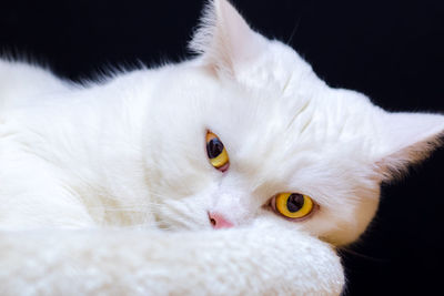 Close-up portrait of white cat