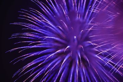 Low angle view of firework display at night