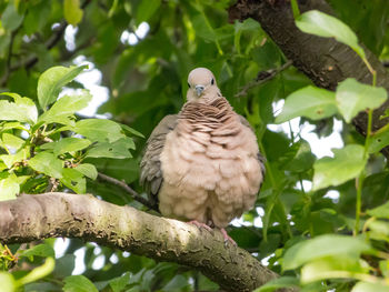 Low angle view of bird perching on tree