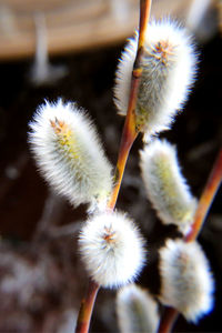 Close-up of dandelion flower