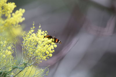 Close-up of bee pollinating on flower