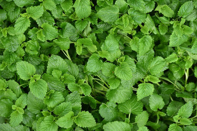 Full frame shot of green leaves