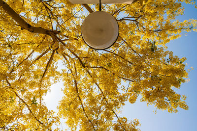 Low angle view of tree against sky