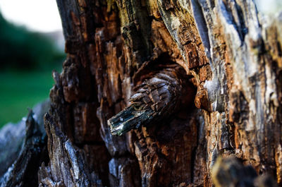 Close-up of lizard on tree trunk